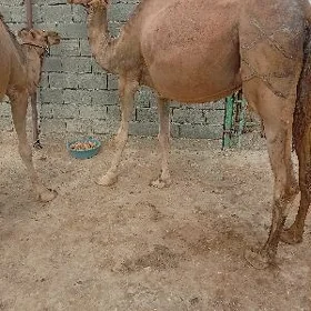 kosekli duye