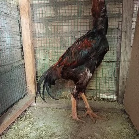 horaz
