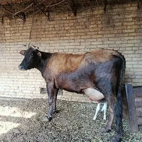 арасса шивет голели сыгыр