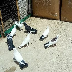 kepderi