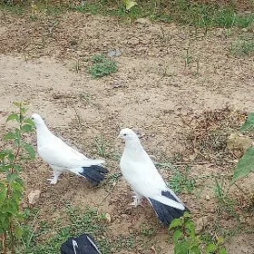 Kepderi