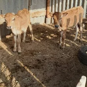 Tohum Öküzçeler