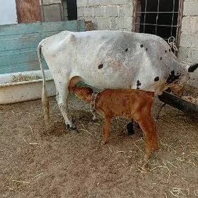 goleli sygyr