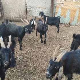 owlakly geçiler