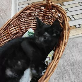 котенок