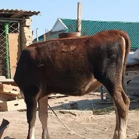 ŞWES TÜWE ARASSA TOHUM