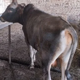 öküz