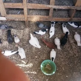 kepderi