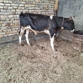 GIBRIT TOHUM OKUZCELER