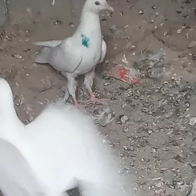 kepder