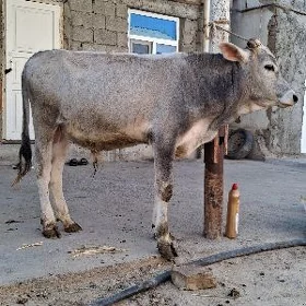 öküz