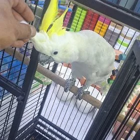 белый какаду