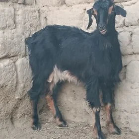 geci
