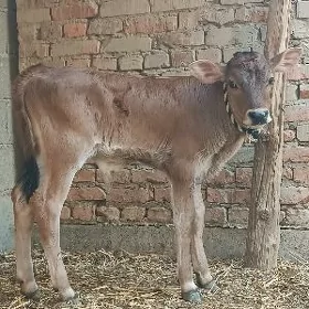 okuzce