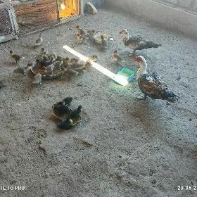indutga ördek juje