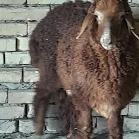 tokly teke