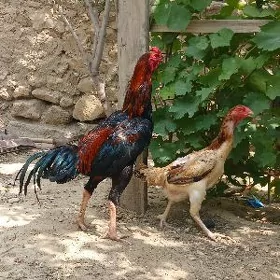 Baysok