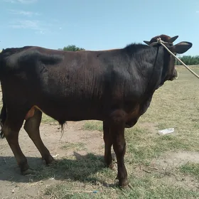 2sany öküz