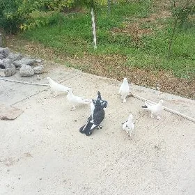 Kepderi
