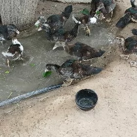 Ördek indaudga jüje.