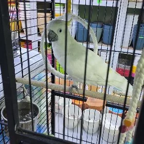 какаду