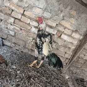 Baysow horaz