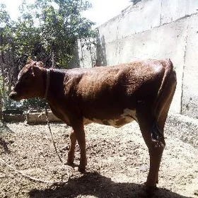 tuve