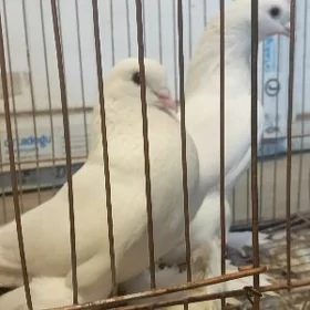 kepderi