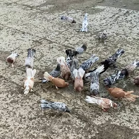 kepderi голуби