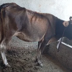GYSYR SYGYR