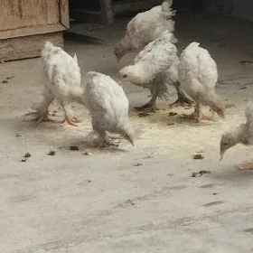 Ayagy perli juyje