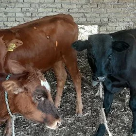 okuzce unajyn
