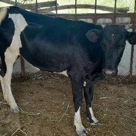 Gulajyn gibirit
