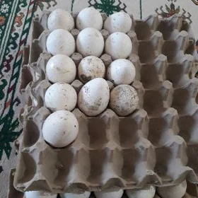 Induk yumurtga