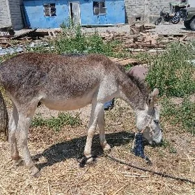 eşek