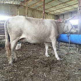 bogaz sygyr