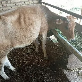 Sygyr