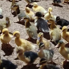 ýaşylbaş ördek jüýje gak gak