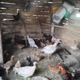 satlyk towuk induklar
