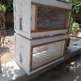 ketek