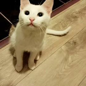 дом для кошки