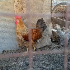 yaponcik