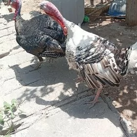 индюк induk