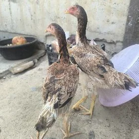 taşkent mäki