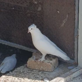 kepderi