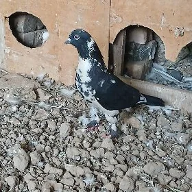 kepderi