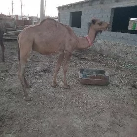 Ogşuk