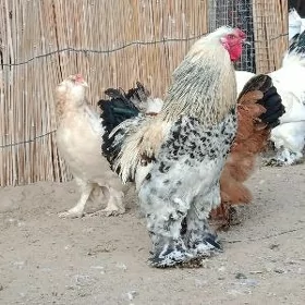 towuk yumurtga