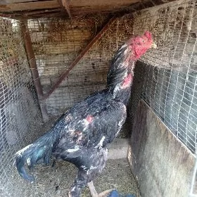 Horaz