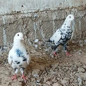 kepderi